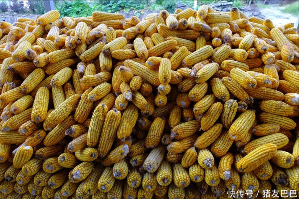 股点网 9月5日：调价后92,95汽油价格；玉米价格“降温”，阴跌不止！